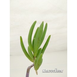 Черенок Делосперма Купера (Delosperma cooperi)