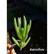 Черенок Делосперма Купера (Delosperma cooperi) 