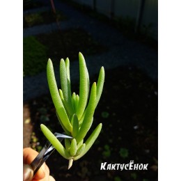 Черенок Делосперма Купера (Delosperma cooperi)