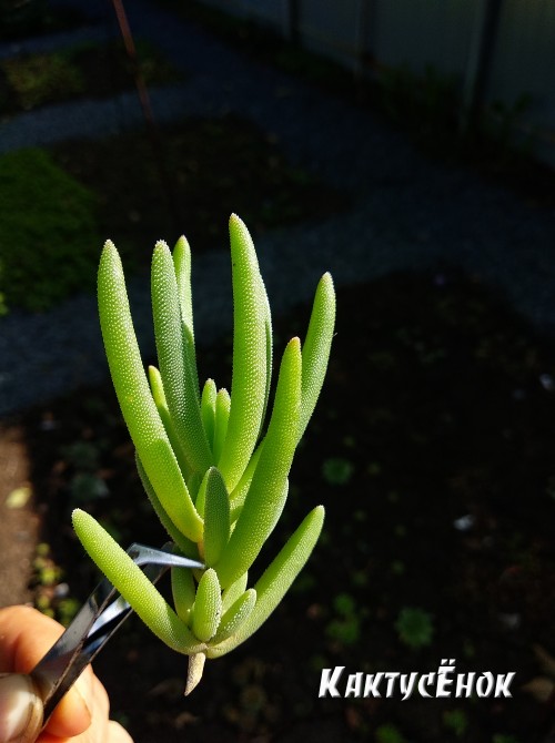 Черенок Делосперма Купера (Delosperma cooperi) 