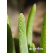 Черенок Делосперма Купера (Delosperma cooperi) 