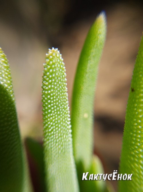 Черенок Делосперма Купера (Delosperma cooperi) 