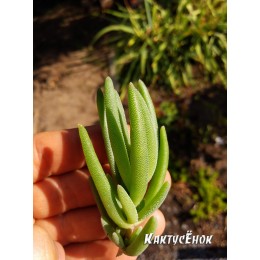 Черенок Делосперма Купера (Delosperma cooperi)