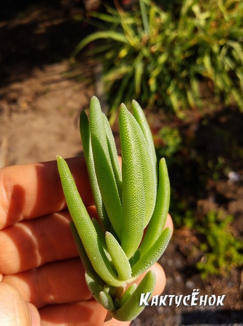 Черенок Делосперма Купера (Delosperma cooperi) 