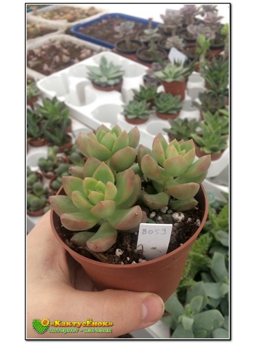 2 листовых черенка Очиток Адольфа (Sedum adolphii)