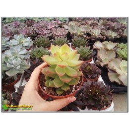 черенок Очиток Адольфа (Sedum adolphii)
