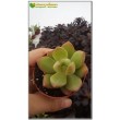 2 листовых черенка Очиток Адольфа (Sedum adolphii)