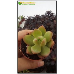черенок Очиток Адольфа (Sedum adolphii)