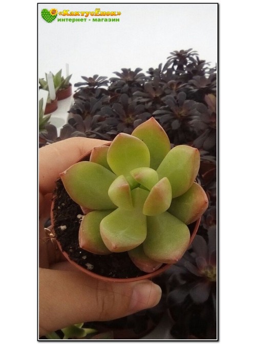 2 листовых черенка Очиток Адольфа (Sedum adolphii)