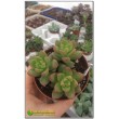 2 листовых черенка Очиток Адольфа (Sedum adolphii)