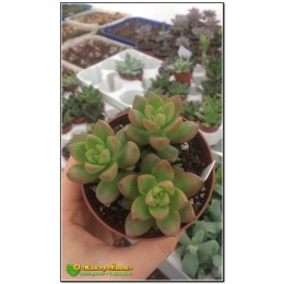 черенок Очиток Адольфа (Sedum adolphii)