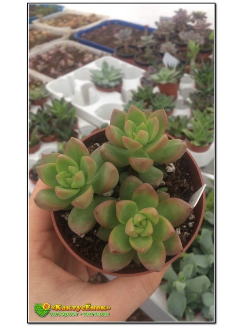 2 листовых черенка Очиток Адольфа (Sedum adolphii)