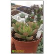 2 листовых черенка Очиток Адольфа (Sedum adolphii)