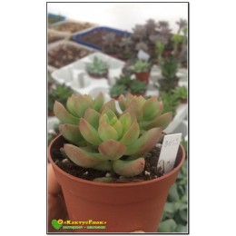 черенок Очиток Адольфа (Sedum adolphii)