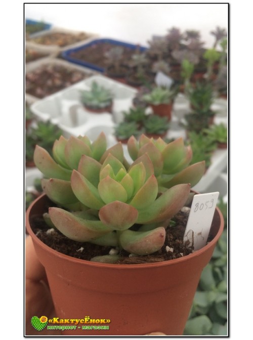 2 листовых черенка Очиток Адольфа (Sedum adolphii)