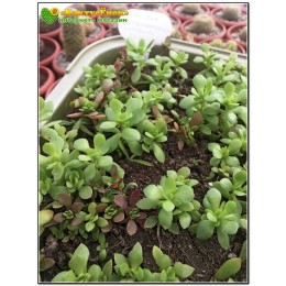 черенок Крассула укореняющаяся (Crassula radicans (pubescens ssp. radicans), крассула радиканс)
