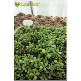 черенок Крассула укореняющаяся (Crassula radicans (pubescens ssp. radicans), крассула радиканс)