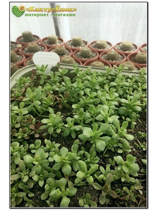 черенок Крассула укореняющаяся (Crassula radicans (pubescens ssp. radicans), крассула радиканс)