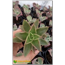 2 листовых черенка Эхеверия агавоидес культивар Рубелла (Echeveria agavoides cv. Rubella 8079, эхеверия агавоидес) 