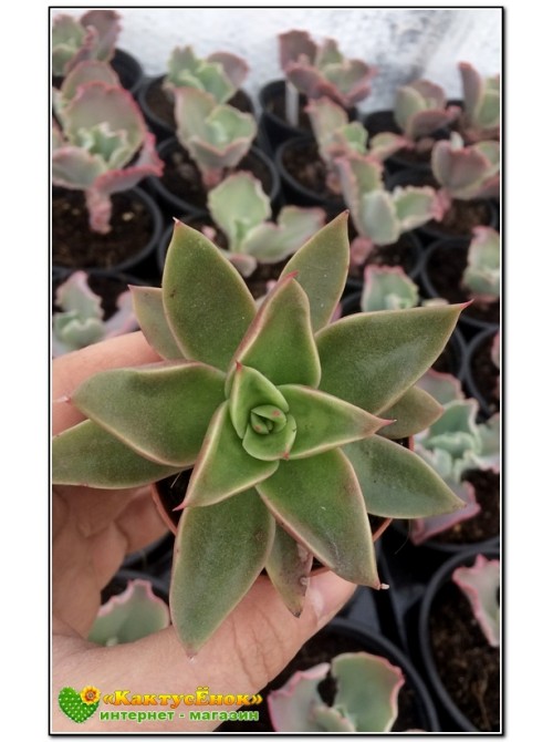 2 листовых черенка Эхеверия агавоидес культивар Рубелла (Echeveria agavoides cv. Rubella 8079, эхеверия агавоидес) 