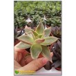 2 листовых черенка Эхеверия агавоидес культивар Рубелла (Echeveria agavoides cv. Rubella 8079, эхеверия агавоидес) 