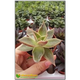 2 листовых черенка Эхеверия агавоидес культивар Рубелла (Echeveria agavoides cv. Rubella 8079, эхеверия агавоидес)