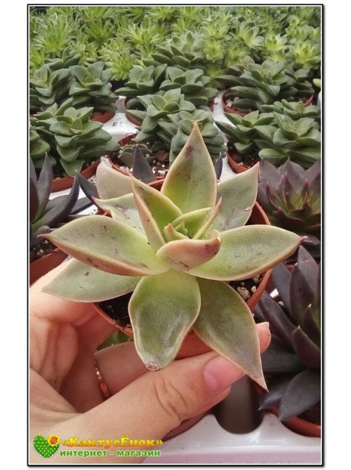 2 листовых черенка Эхеверия агавоидес культивар Рубелла (Echeveria agavoides cv. Rubella 8079, эхеверия агавоидес) 