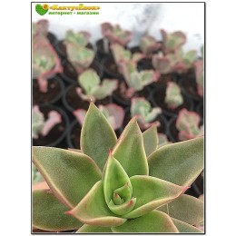 2 листовых черенка Эхеверия агавоидес культивар Рубелла (Echeveria agavoides cv. Rubella 8079, эхеверия агавоидес)