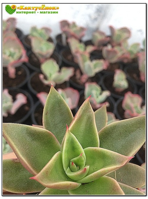 2 листовых черенка Эхеверия агавоидес культивар Рубелла (Echeveria agavoides cv. Rubella 8079, эхеверия агавоидес) 