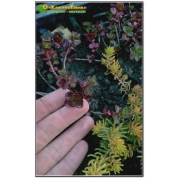 Черенок Очиток (седум) ложный 'Вуду' (Sedum spurium «Voodoo»)