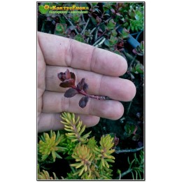 Черенок Очиток (седум) ложный 'Вуду' (Sedum spurium «Voodoo»)