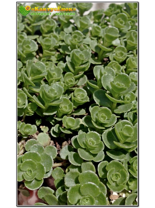 Два черенка очиток ложный (Sedum spurium, седум спуриум) 