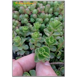 Два черенка очиток ложный (Sedum spurium, седум спуриум)