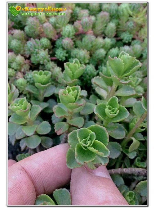 Два черенка очиток ложный (Sedum spurium, седум спуриум) 