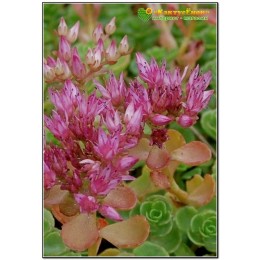 Два черенка очиток ложный (Sedum spurium, седум спуриум)