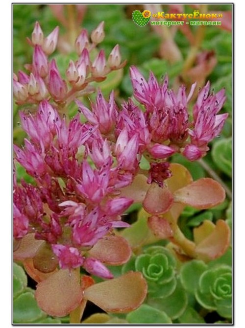 Два черенка очиток ложный (Sedum spurium, седум спуриум) 