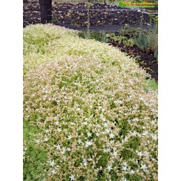Несколько черенков Очиток едкий (Sedum acre)