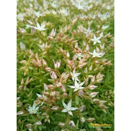 Несколько черенков Очиток едкий (Sedum acre)