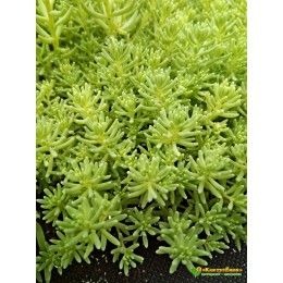 Несколько черенков Очиток едкий (Sedum acre)