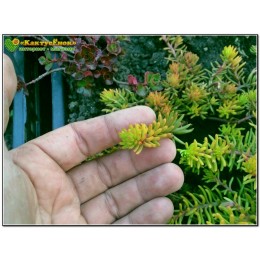 Два черенка очиток скальный Ангелина (Sedum rupestre 'Angelina' )