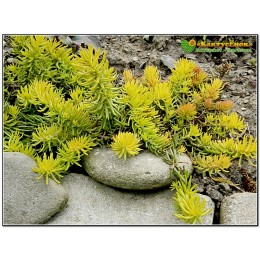 Два черенка очиток скальный Ангелина (Sedum rupestre 'Angelina' )