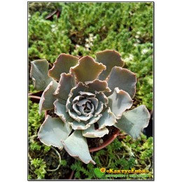 2 листовых черенка Эхеверия кудрявая (Echeveria shaviana, эхеверия шавиана)