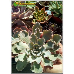 2 листовых черенка Эхеверия кудрявая (Echeveria shaviana, эхеверия шавиана)