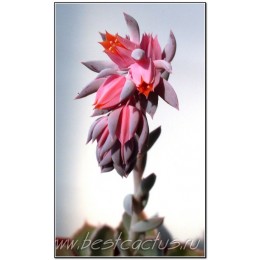 2 листовых черенка Эхеверия кудрявая (Echeveria shaviana, эхеверия шавиана)