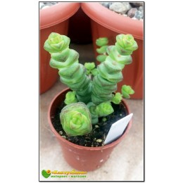 Черенок крассула нильская, неалиана (Crassula nealiana 8056)