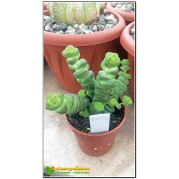 Черенок крассула нильская, неалиана (Crassula nealiana 8056)
