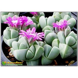 Черенок Гиббеум Петрензе (Gibbaeum Petrense 8058)