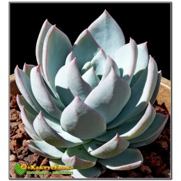 2 листовых черенка Эхеверия "Синяя птица" (Echeveria "Blue Bird" 8062)