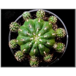 Матукана Полци (Matucana polzii)