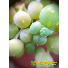 Два черенка Крестовник роули (Senecio rowleyanus)